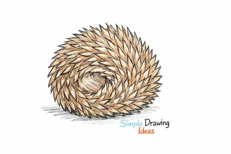 Hedgehog curled in ball showing spines and simple drawing ideas