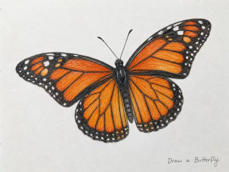 Draw a Butterfly