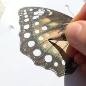 Butterfly Drawing Made Easy Step-by-Step Guide for All Skill Levels